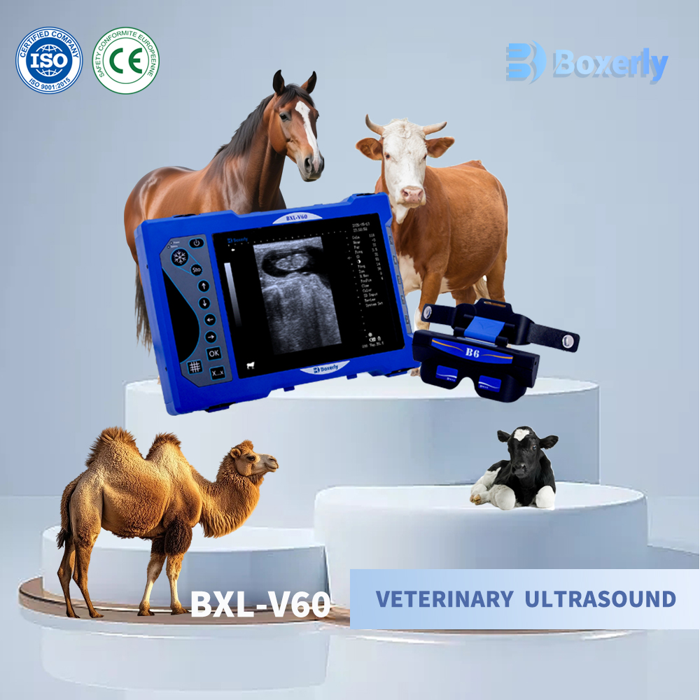 BXL-V60 Veterinary B-Ultrasound | 2D/3D HD Video Glasses | 7 Hours Battery | OLED Screen | Multiple Probe