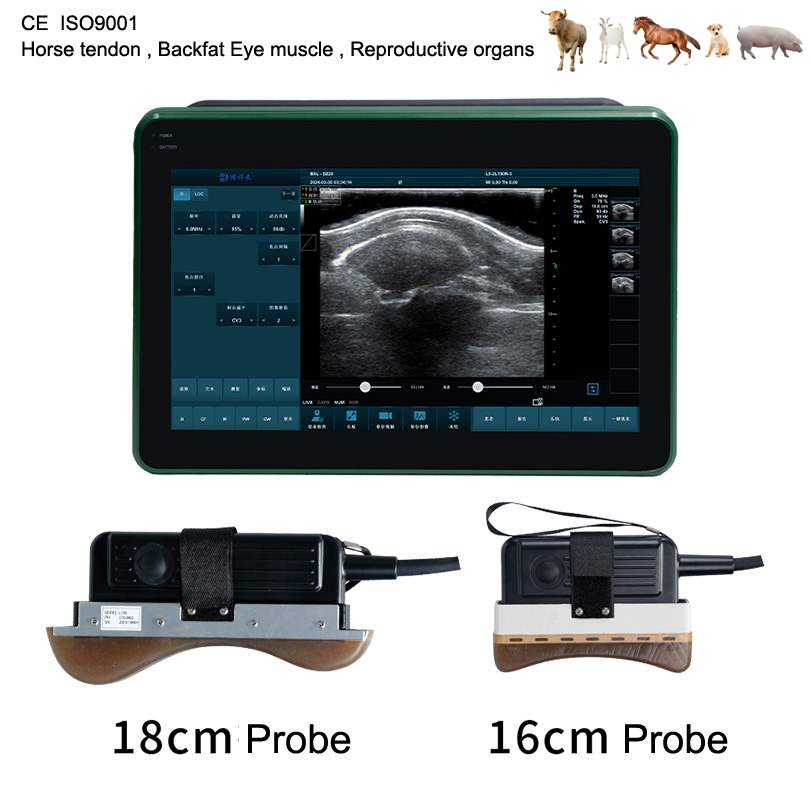 BXL-DZ20 Veterinary Ultrasound | Horse Tendon | Pig Backfat & Eye Muscle | Multiple Probes Scanner