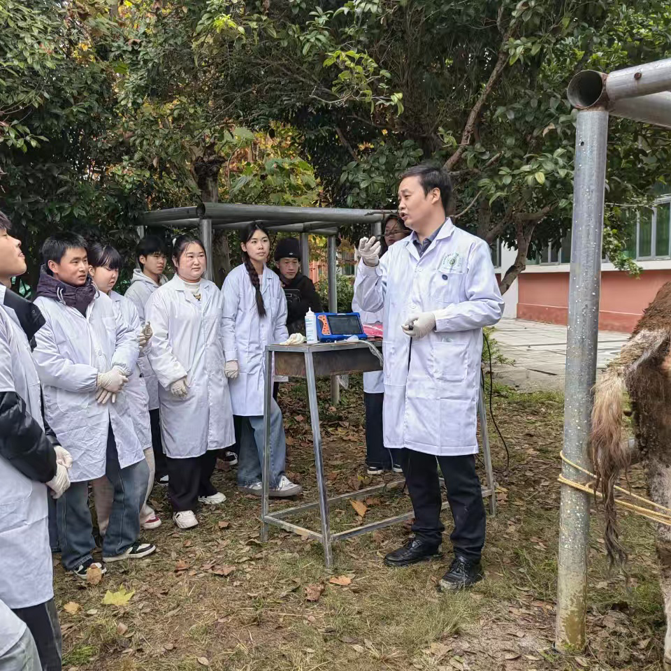 Farm Ultrasound Machine: Advanced Veterinary Imaging Solutions for Livestock Farms