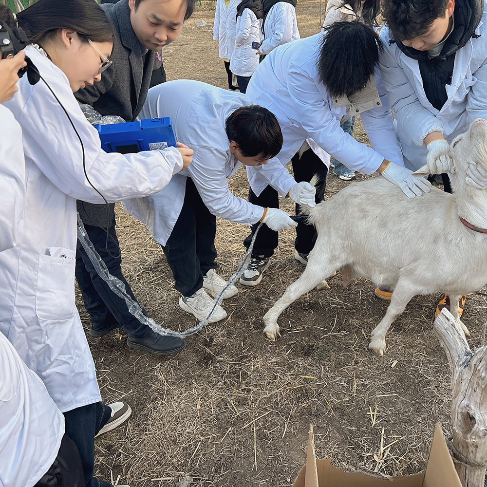 Sheep Scanning Machine for Sale: Reliable Portable Ultrasound Solutions for Sheep Farming