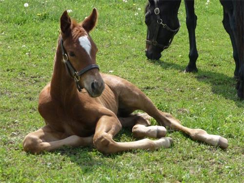 Common Challenges in Equine AI and How to Overcome Them