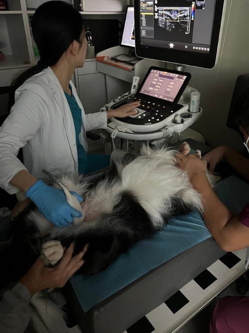 ¿Puede un perro hacerse una ecografía para la hinchazón??
