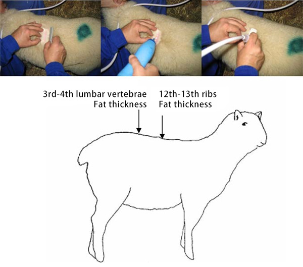 Utilisation de l’échographie dans l’évaluation de la graisse dorsale et de la qualité musculaire chez les ovins et les caprins