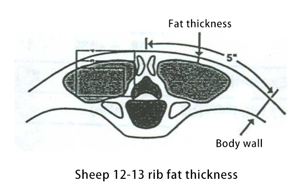 Ultrasound Use in Backfat and Muscle Quality Assessment in Sheep and Goats