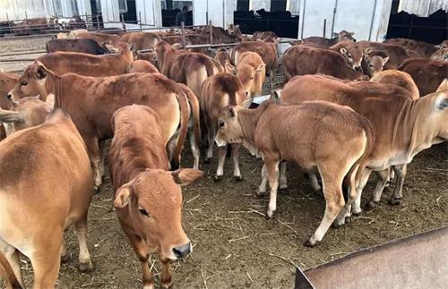 Ultrasound Evaluation of Growth in Young Beef Cattle