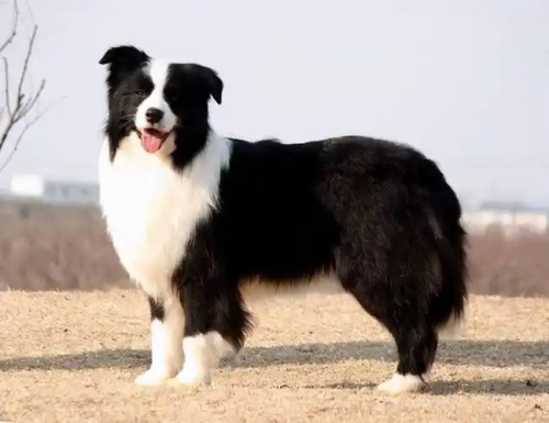 ¿Puede un perro hacerse una ecografía para la hinchazón??