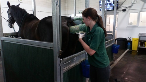 Common Challenges in Equine AI and How to Overcome Them