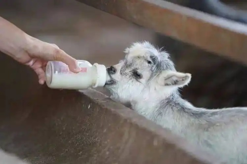 Using Ultrasound to Determine Fetal Number in Meat Sheep: A Tool for Maximizing Reproductive Efficiency
