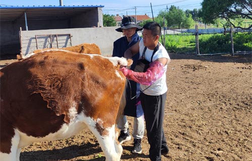 Ultrasonographic Evaluation of the Corpus Luteum After Prostaglandin Treatment in Cattle