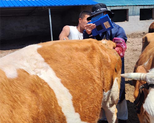 Veterinary Ultrasound Enhancing Cow Fertilization Success