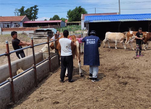 Why Portable Vet Ultrasound Devices Are Changing Field Care