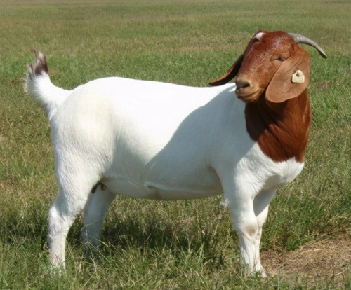 Using Ultrasonography to Monitor Reproductive Patterns in Boer Goats