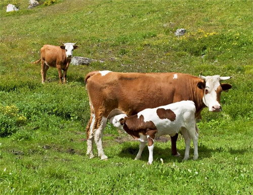 How do you prevent miscarriage in cows?