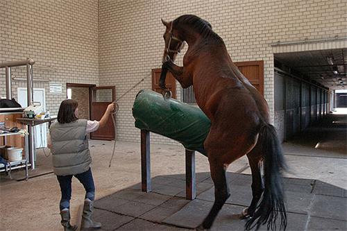 Common Challenges in Equine AI and How to Overcome Them