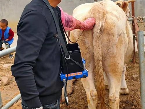 How Early Can You Ultrasound Cattle?