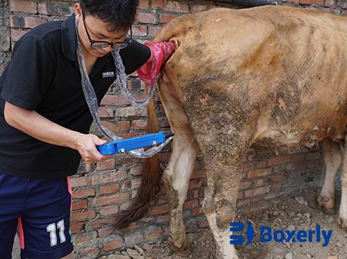 Why Portable Vet Ultrasound Devices Are Changing Field Care
