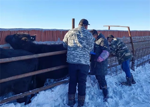 Top 5 Conditions Detected Early with Veterinary Ultrasound