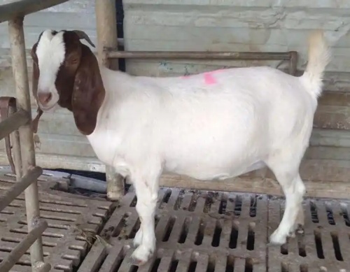 How to Tell if a Ewe Is Pregnant: Comparing Three Reliable Methods