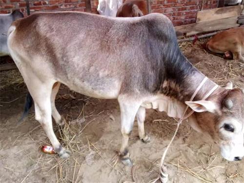 Accurately Detecting Cow Pregnancy Using Ultrasound Scans