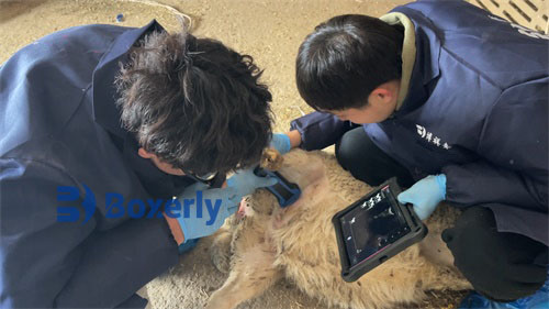 Using Ultrasound to Determine Fetal Number in Meat Sheep: A Tool for Maximizing Reproductive Efficiency