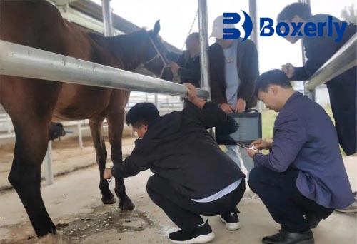 Understanding the Role of Ultrasound in Equine Health