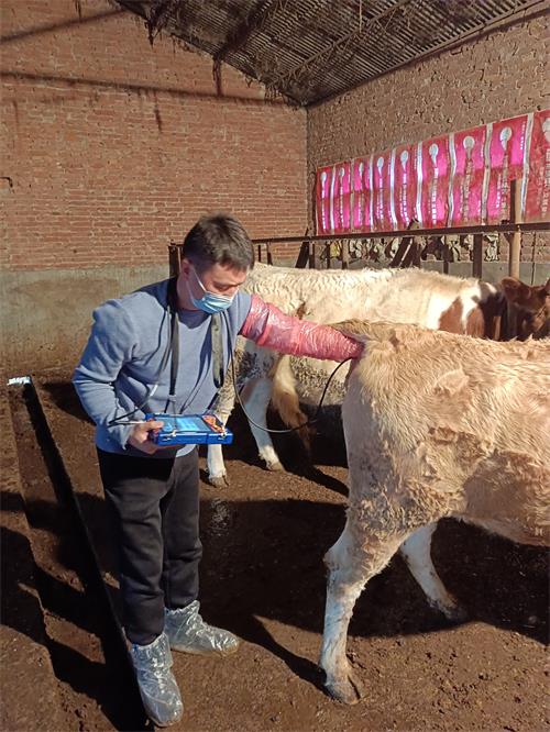 Accurately Detecting Cow Pregnancy Using Ultrasound Scans