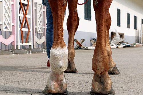 Detecting Lameness in Horses with Ultrasound
