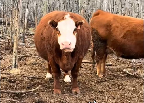 What Is a Vet Ultrasound Used for on Cows and Mares?