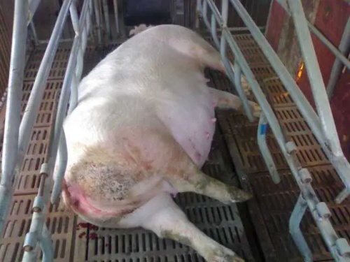 Using Veterinary Ultrasound to Monitor Sows After Farrowing