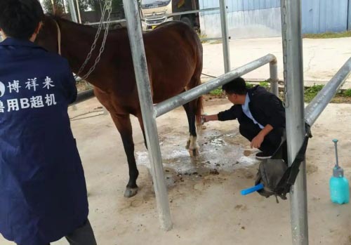 What Is a Vet Ultrasound Used for on Cows and Mares?