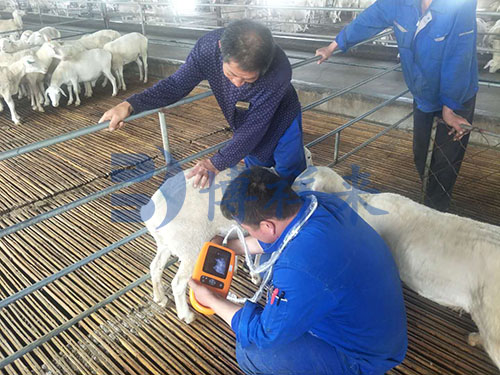The Role of Ultrasound in Early Weaning Management of Lambs