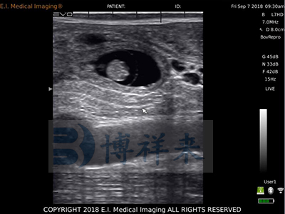 Ultrasound image showing a 39-day-old bovine embryo How Early Can You Ultrasound Cattle?