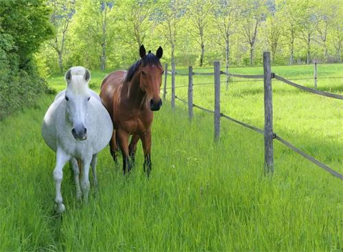 What Is a Vet Ultrasound Used for on Cows and Mares?