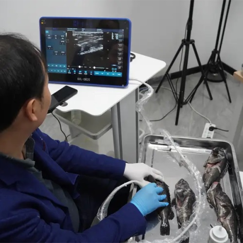 Intravascular Ultrasound in Small Animal Diagnostics