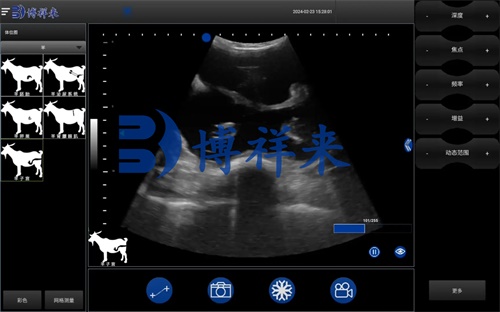 Using Ultrasonography to Monitor Reproductive Patterns in Boer Goats