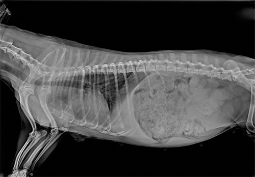 Radiography Understanding the Differences Between Veterinary X-rays and Ultrasound