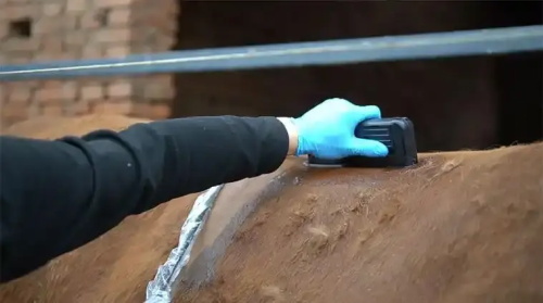 Ultrasound Evaluation of Growth in Young Beef Cattle