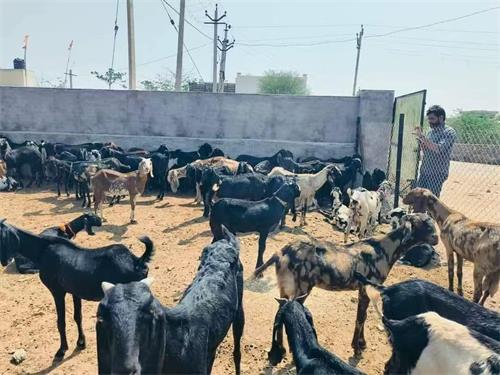 Exploring Ultrasound's Role in Modern Veterinary Practices