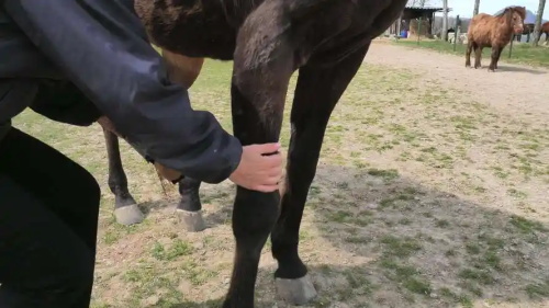 Understanding the Role of Ultrasound in Equine Health