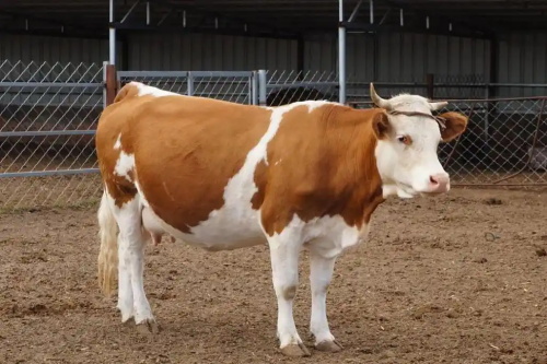 What disease causes abortion in cattle?