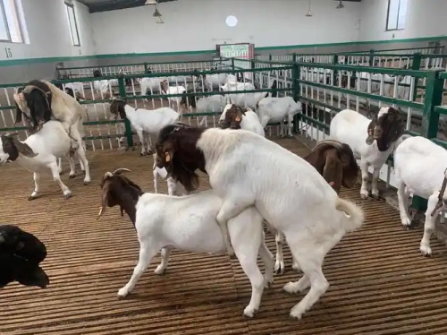 Using Ultrasonography to Monitor Reproductive Patterns in Boer Goats