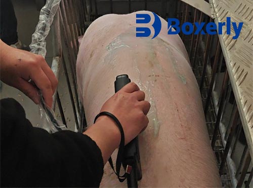 Veterinary Ultrasound Tech Investigating Backfat Thickness Correlations With Sow Fertility