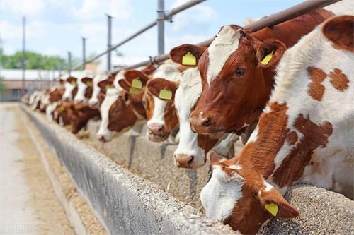 Veterinary Ultrasound Tech Analyzing Uterine Involution Speed Postpartum In Beef Cattle