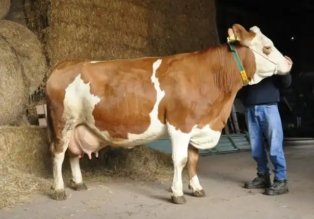 Veterinary Ultrasonography in Diagnosing Delayed Ovulation and Ovarian Inactivity in Dairy Cattle