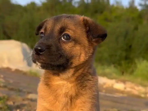 Ultrasound Applications in Canine Reproduction