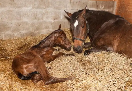 Monitoring Fullterm Foal Organ Maturation via Real-Time Ultrasound Scanning