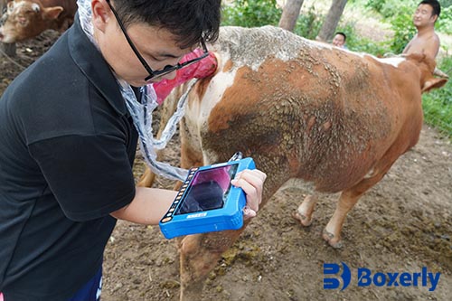 Ultrasound Monitoring Differences in Follicle Development Between Left and Right Ovaries in Naturally Cycling Cows