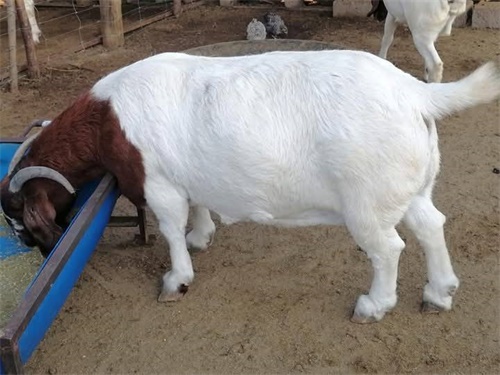 Using Portable Ultrasound to Assess Ovarian Activity in Sheep