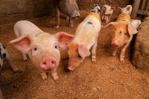 Field Applications of Ultrasound Machines in Swine Health Monitoring and Growth Assessment