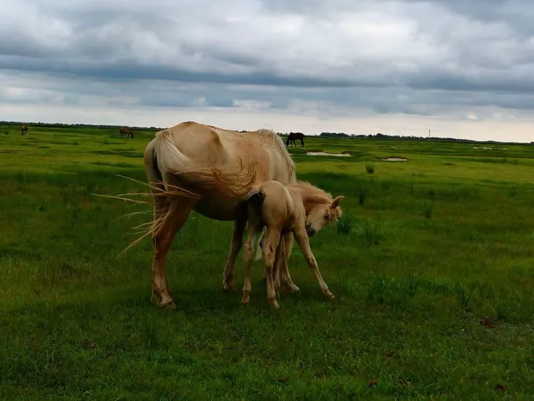 Application of Animal Ultrasound Scanner for Fetal Abnormality Diagnosis in Equine Practice